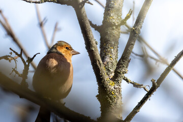 Fringuello, Fringilla coelebs, nel giardino di casa.