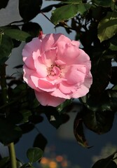 Fototapeta premium pretty pink rose in a garden close up