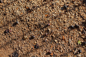 Red rocks of different shapes and sizes on the ground. Orange texture. Background. For text. For...
