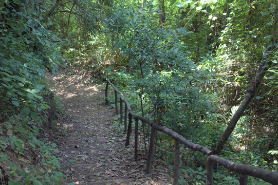 Peaceful Forest Path with Wooden Handrail