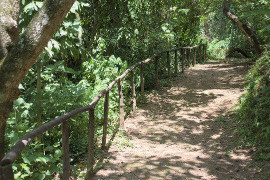 Peaceful Forest Path with Wooden Handrail