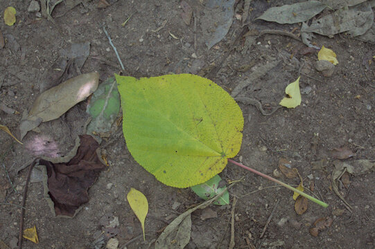 Autumn Leaves on Forest Floor