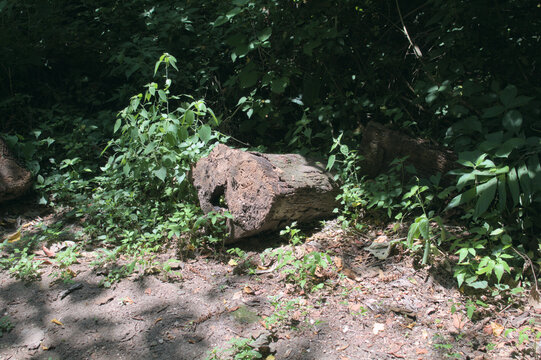 Decaying Log on Forest Floor with Green Foliage