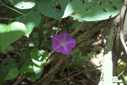Close-Up of a Vibrant Purple Morning Glory Flower