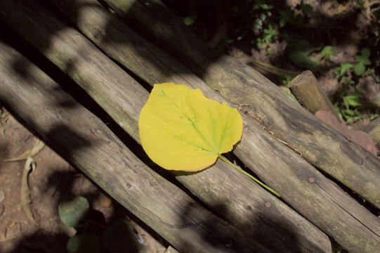 Vibrant Yellow Leaf on Weathered Wooden Logs