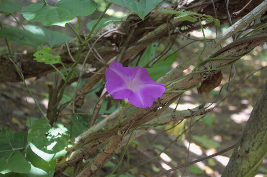 Purple Morning Glory Flower on a Vine