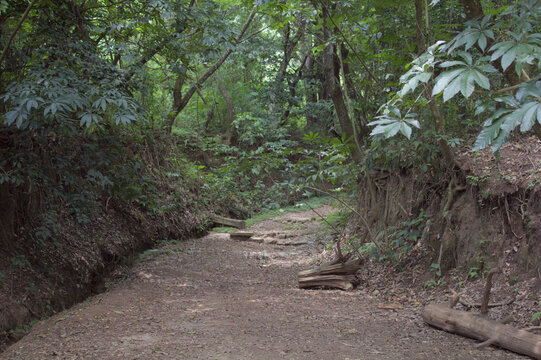 Forest Path with Wooden Planks and Dense Vegetation