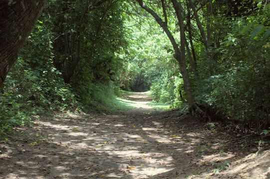 Tranquil Forest Path with Dappled Sunlight