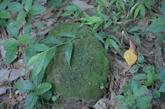 Moss-Covered Rock in Lush Forest Setting