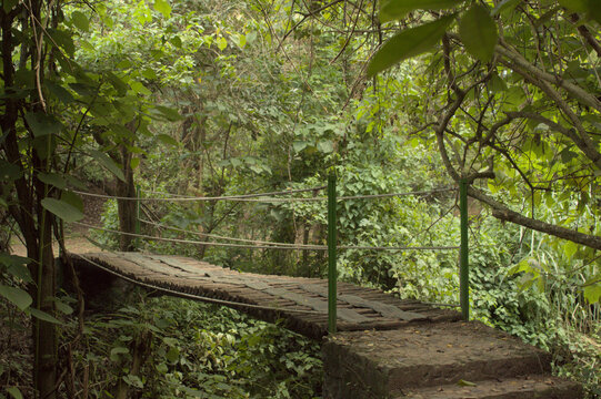 Rustic Wooden Bridge in Lush Forest