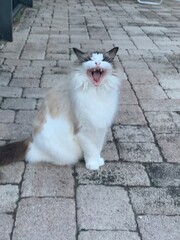 rag doll white cat yawning funny