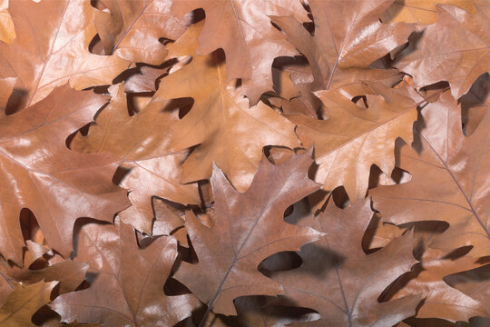 Background of autumn fallen leaves close-up in trending color of the year 2025 Mocha Mousse. The northern red oak or Quercus rubra.