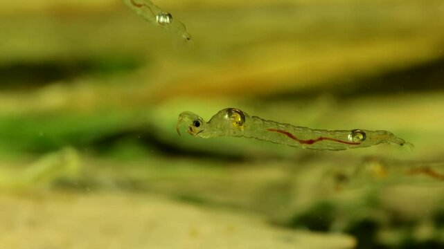 Phantom Midge larvae (Chaoborus sp.) underwater in a pond, drifting slowly, macro close-up of a few subjects. 
