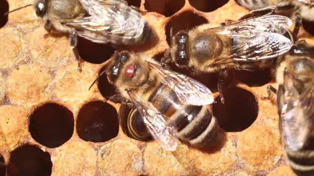 Varroa mite on back of a bee. 
The Varroa mite is a dangerous parasite for bees.
