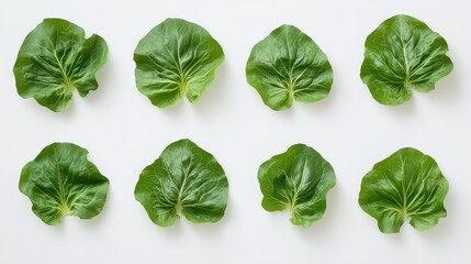 Fototapeta premium Fresh green lettuce leaves arranged neatly against a white background highlighting their vibrant color and crisp texture