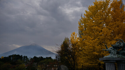 Yellow blooming Ginkgo tree in front of Mount Fuji