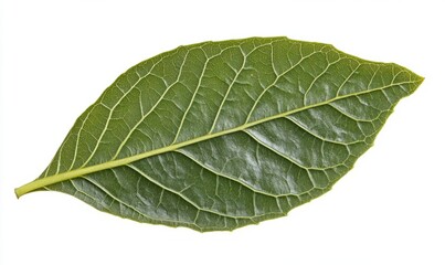 Fototapeta premium A detailed shot of a green leaf to illustrate the ideas of green business and ecology, featuring organic plants and natural materials.