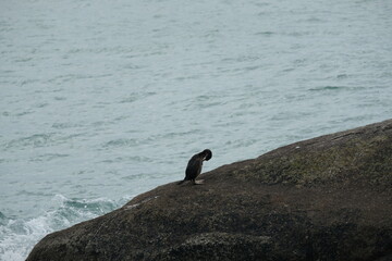 Cormoran lissant ses plumes .