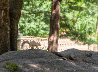 A squirrel on a rock in Central Park, New York City. 