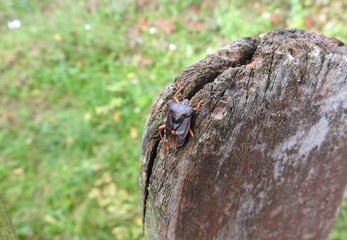 tarcz&oacute;wka rudonoga