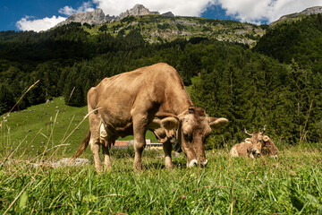 Cows in a mountain field. Cow at alps. Brown cow in front of mountain landscape. Cattle on a...