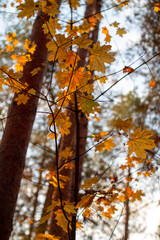 autumn in the Volga region