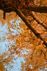 poplar branches yellow leaves of poplar with trunk not a tree, concept of sustainable development,...