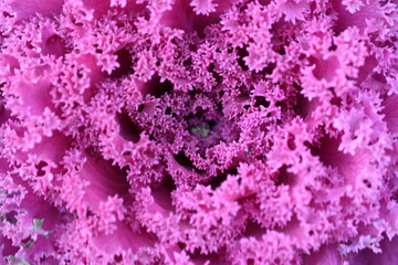 Fototapeta premium violet symmetrical decorative purple cabbage , purple decorative symmetrical cabbage texture 