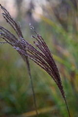 brown texture of spikelets, spikelets flying in the wind, brown grass close-up as a background	

