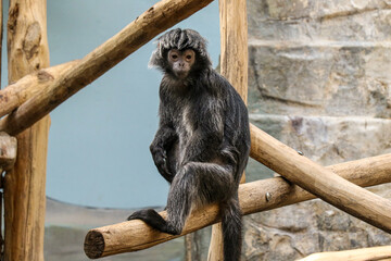 Pensive Marmoset Monkey Perched on Wooden Frame