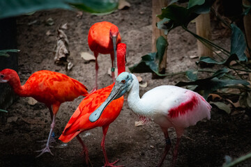 Animals in zoo and wildlife. High resolution photo.	
