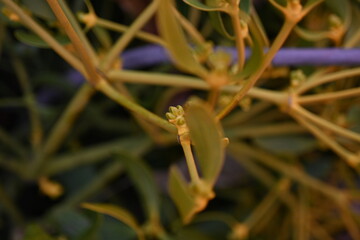 green branches of white mistletoe close-up, Viscum album, Santalaceae, symbol romance, fertility,...