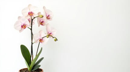 Obraz premium Realistic Orchid Flower in Pot against White Background