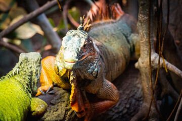 Animals in zoo and wildlife. High resolution photo.	