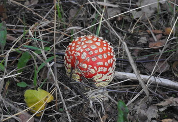 muchomor czerwony © Krzysztof