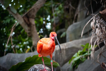 Animals in zoo and wildlife. High resolution photo.	