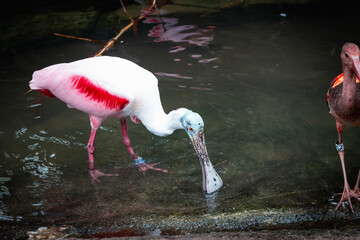 Animals in zoo and wildlife. High resolution photo.	