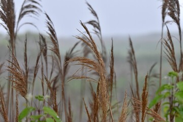 Obraz premium reeds in the wind marsh landscape