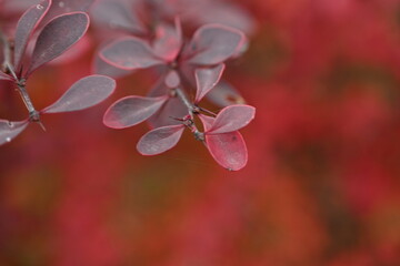 Pink barberry bush close up Berberis leaves in autumn ligh leaves of barberry macro Barberry branch with red leaves Autumn berberis foliage macro Close up pink leaves on branch