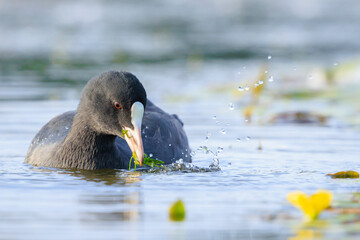 Eurasian Coot Fulica atra waterfowl foragingcloseup