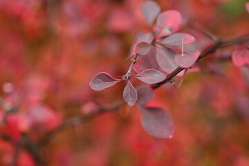 Pink barberry bush close up Berberis leaves in autumn ligh leaves of barberry macro Barberry branch with red leaves Autumn berberis foliage macro Close up pink leaves on branch