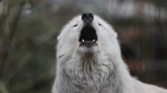 Howling White Hudson Bay Wolf (Canis lupus hudsonicus)