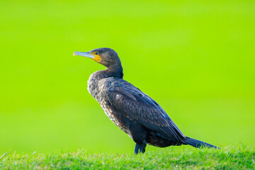Great Cormorant, Phalacrocorax carbo, perched in a field