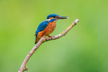 Obraz premium Close up of a Kingfisher, Alcedo Atthis, fishing