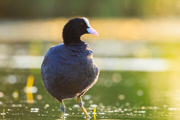 Eurasian Coot Fulica atra waterfowl foraging during sunset