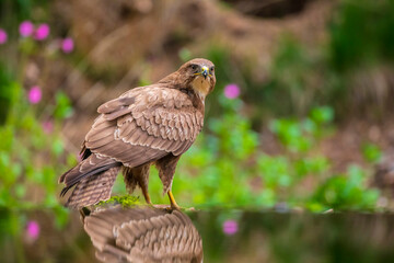 Obraz premium Common buzzard, Buteo Buteo, bird of prey perched