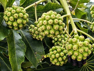 Japanese Aralia (Fatsia japonica) fruit 