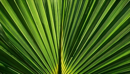 Fototapeta premium Palm leaf texture natural tropical green leaf close up background