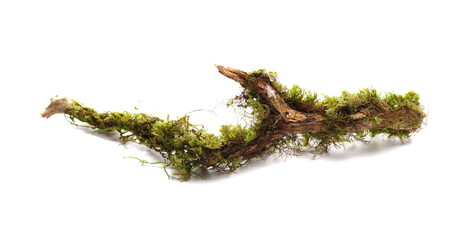 Green moss on rotten branch, white background