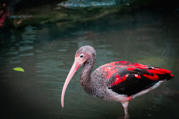 Animals in zoo and wildlife. High resolution photo.	